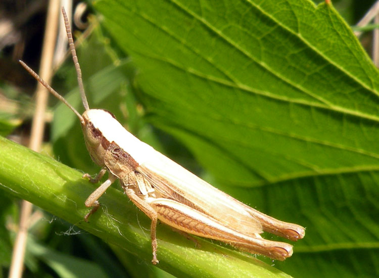 Orthoptera del Gran Sasso